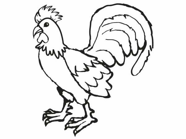 Kura kolorowanki